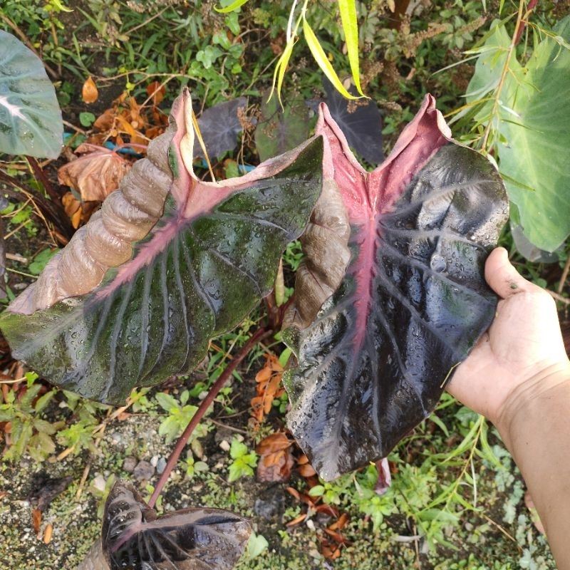 colocasia-acid-warlock-ตัดสดไม่ตัดใบ-โคโลคาเซีย-อาไซด์-วาร์ล็อค