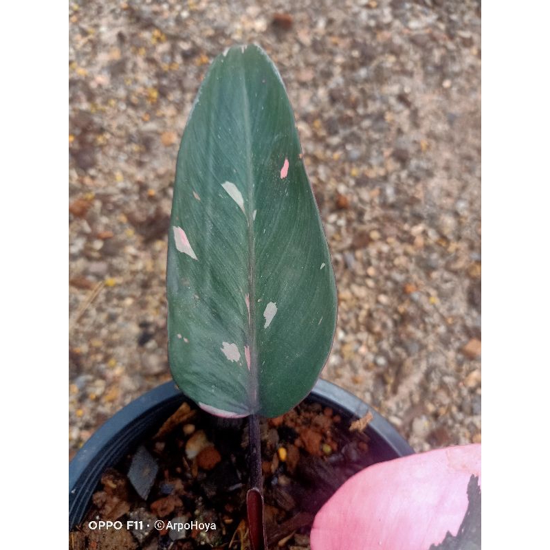 philodendron-pink-princess-ฟิโรเดรนดอน-พิงค์-พริ้นเซส-ในกระถาง-5-7-นิ้ว