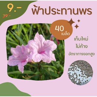 เมล็ดฟ้าประทานพร หรือต้อยติ่งฝรั่ง 30 เมล็ด เก็บใหม่ๆ สดๆต่อออเดอร์ พร้อมส่ง