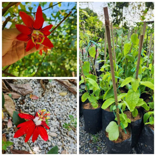 (1ต้น) ต้น ดอก ต้นศรีมาลา มังกรแดง ต้น ศรีมาลา ต้นมังกรแดง มังกรแดง เล็บมังกร สร้อยสังวาล Red Granadilla Red Passion Flo