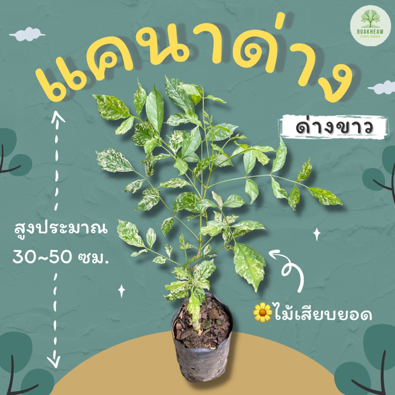 ต้นพันธุ์แคนาด่าง-30-50-ซม-แคนาด่างขาว-แคนา