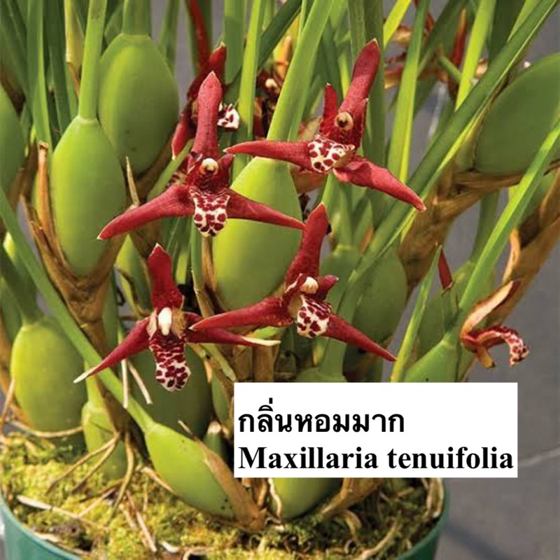 กลิ่นหอมแรงแบบมะพร้าวน้ำหอม-maxillaria-tenuifolia-กล้วยไม้แม็คซิลลาเลีย