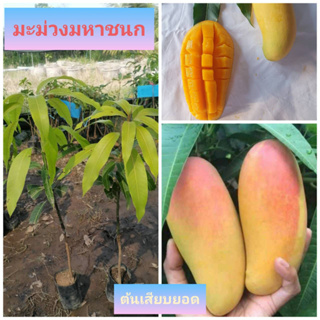 🥭มะม่วงมหาชนก ต้นเสียบยอด ปลูก1-2ปีครึ่ง ได้ทานผล🥭