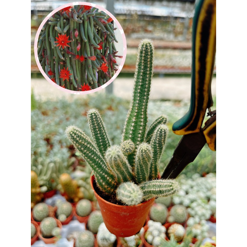 echinopsis-cactus-หางหนู