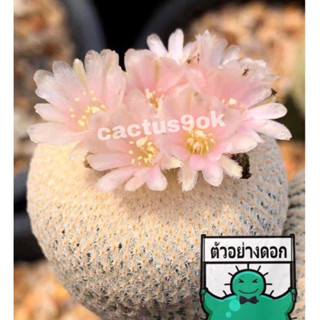 [พร้อมส่ง]🌵 แคคตัส อิพิ โบกิอาย  Epithelantha bokei cactus ไม้กราฟ จำนวน 1 ต้น