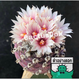 [พร้อมส่ง]🌵 แคคตัส เทบิม่วง turbinicarpus cactus ไม้กราฟ จำนวน 1 ต้น