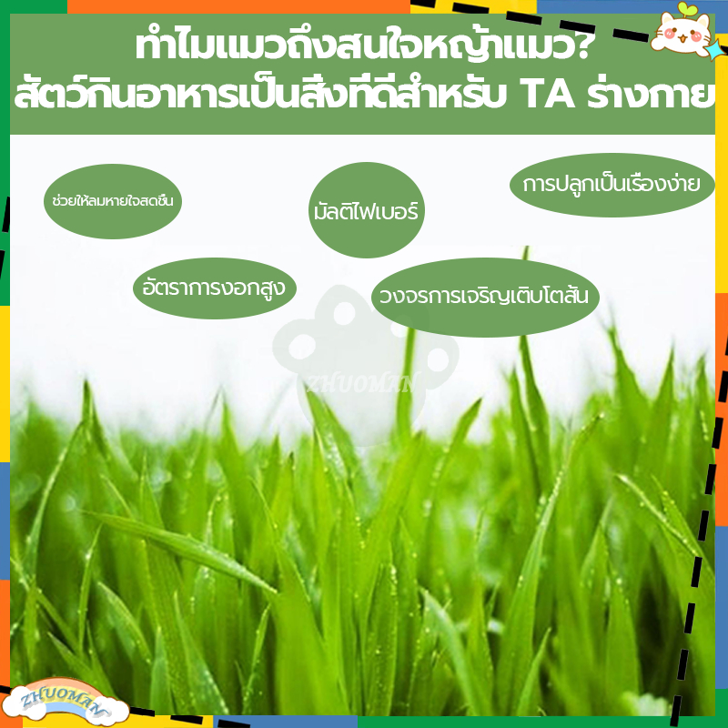 หญ้าแมว-ข้าวสาลีแมว-ชุดปลูกข้าวสาลี-ต้นข้าวสาลีแมว-ต้นอ่อนข้าวสาลี-ชุดปลูกข้าวสาลีแมว-เมล็ดหญ้าแมว-เมล็ดข้าวสาลี