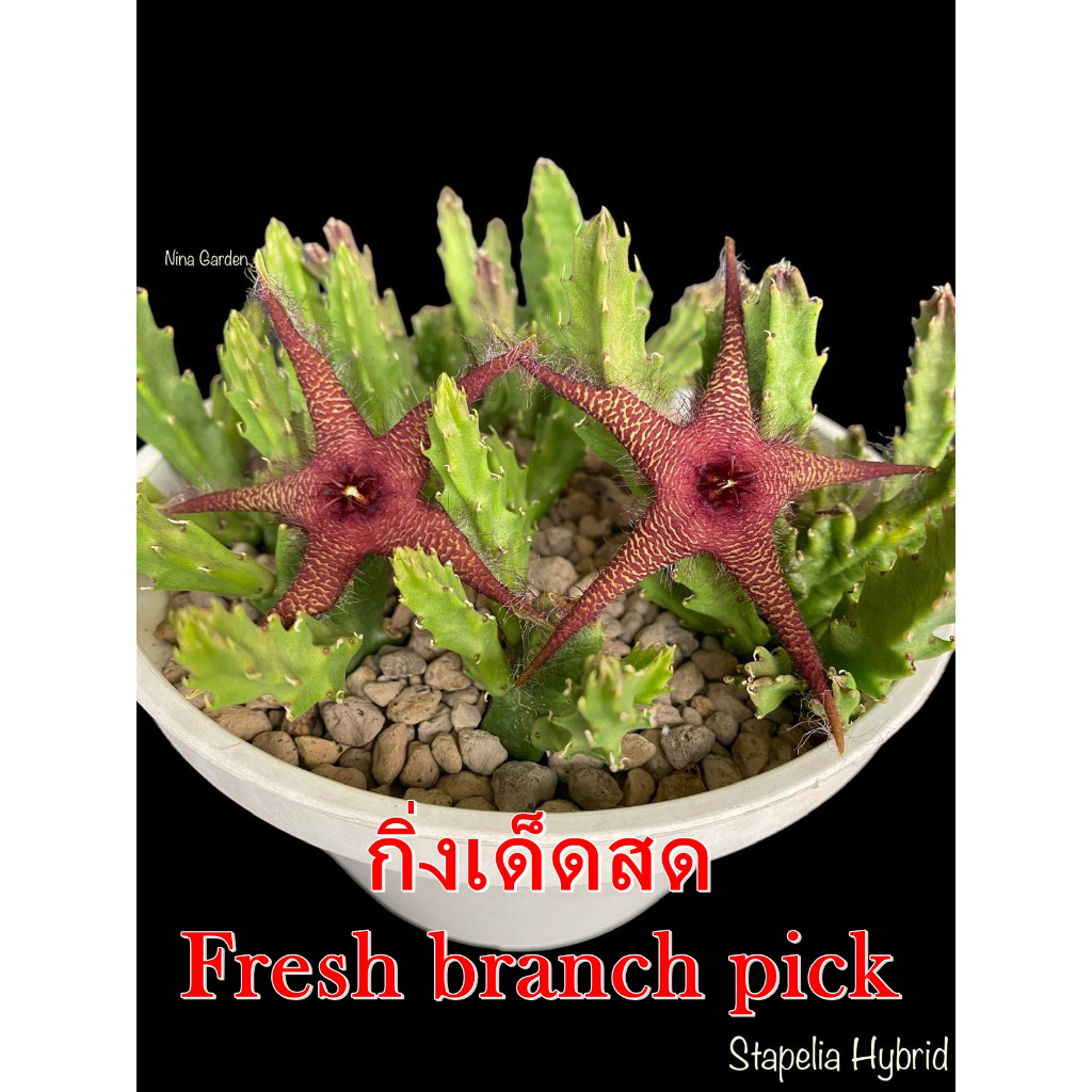 เก๋งจีน Stapelia Hybrid *กิ่งเด็ดสด* แคคตัส ไม้อวบน้ำ Cactus and Succulent