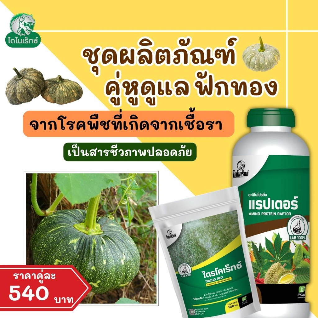 กำจัดโรคพืชที่เกิดจากเชื้อรา-ใน-ฟักทอง-เร่งฟื้นฟูจากการเข้าทำลายของเชื้อรา-ไตรโครเร็กซ์-ปุ๋ยน้ำอะมิโน-โดย-ไดโนเร็กซ์