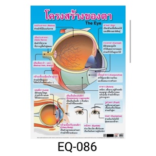 โครงสร้างของตา EQ 086 โปสเตอร์สื่อการสอน หุ้มพลาสติก