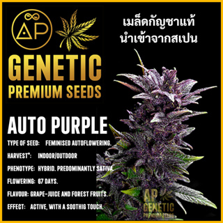 🇪🇸 เมล็ดกัญชา Auto Purple เมล็ดค่าย AP Genetic นำเข้าจากสเปน เมล็ดกัญ ชา ออโต้ เพศเมีย แท้ 100% ควบคุมคุณภาพอย่างเข้มงวด