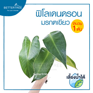 ฟิโลเดนดรอนมรกตเขียว (จำนวน1 ต้น) สามารถเลี้ยงน้ำได้ Philodendron erubescens K.Koch &amp; Augustin. ต้นไม้ plant