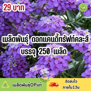 ถูกสุดคุ้ม เมล็ดพันธุ์ ดอกแคนดี้ทรัฟท์ คละสีบรรจุ 250 เมล็ด