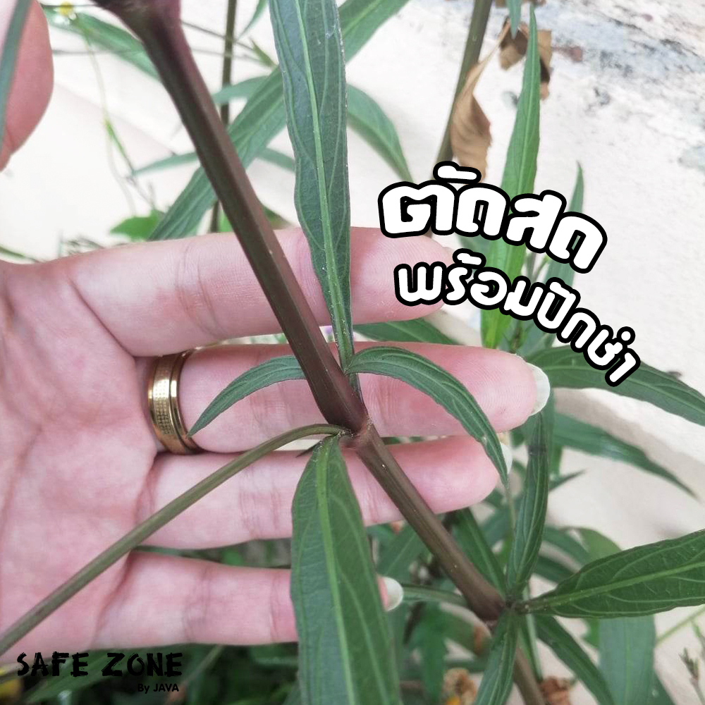 ฟ้าประทานพร-หรือ-ต้อยติ่งฝรั่ง-สีม่วง-แบบมีราก-ตัดสด-ขั้นต่ำ-20-กิ่ง