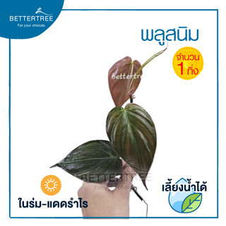 พลูสนิม  (จำนวน 1 กิ่ง )  Black Gold Philodendron/Velour Philodendron  ต้นไม้ฟอกอากาศ ต้นไม้  ต้นไม้ในร่ม พลูด่าง