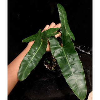 Philodendron(atabapoense)🍀ฟิโลก้านน้ำตาล🍀