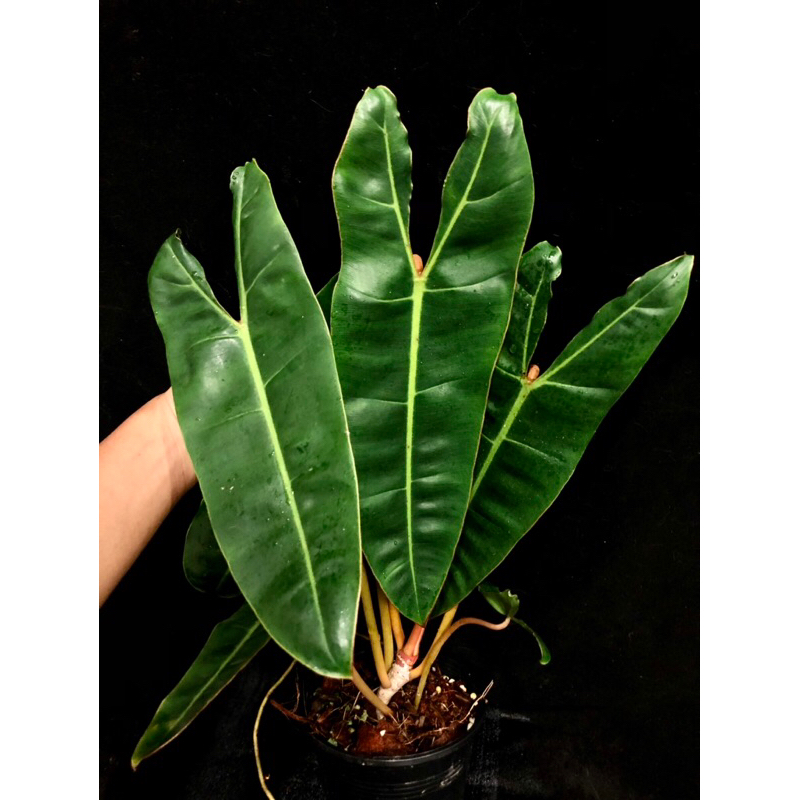 philodendron-billietiae-ฟิโลก้านส้ม-ต้นใหญ่ราคาถูก