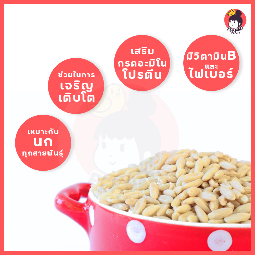 ข้าวโอ๊ต-อาหารนก-นำเข้าจากออสเตรีย-อาหารเสริมสำหรับนก-สะอาด-ไร้ฝุ่น-ใหม่