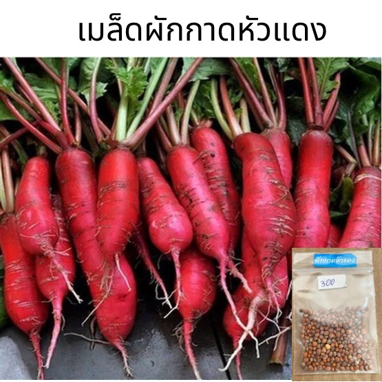 เมล็ดผักกาดหัว-เรดริเวอร์-แบ่งขาย-ประมาณ-300-เมล็ด-10-แถม-1ผักกาดหัวแดง-หัวไช้เท้าแดง-red-radish-เมล็ดพันธุ์ผัก