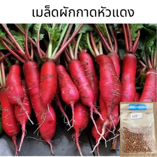 เมล็ดผักกาดหัว เรดริเวอร์ (แบ่งขาย) ประมาณ 300 เมล็ด 10 แถม 1ผักกาดหัวแดง หัวไช้เท้าแดง red radish เมล็ดพันธุ์ผัก