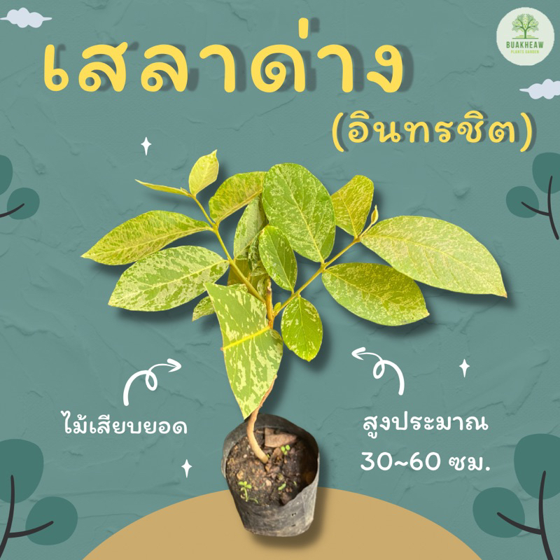 ต้นพันธุ์เสลาด่าง-สะ-เลา-อินทรชิตด่าง-สูง-30-60-ซม