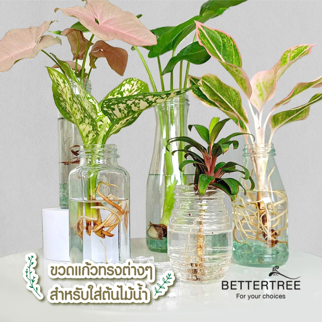 ภาพสินค้าขวดแก้ว ใส่ต้นไม้เลี้ยงน้ำ แจกันมินอมอล แจกันแก้ว vase จากร้าน bettertree บน Shopee ภาพที่ 4