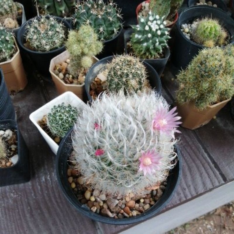 ตะบองเพชร-cactus-ขายต้นไม้