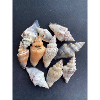 seashells little bear conch random coloer