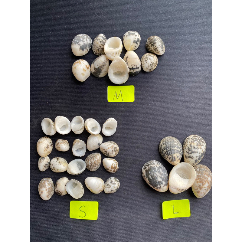 balck sea clam small shells | Shopee Thailand