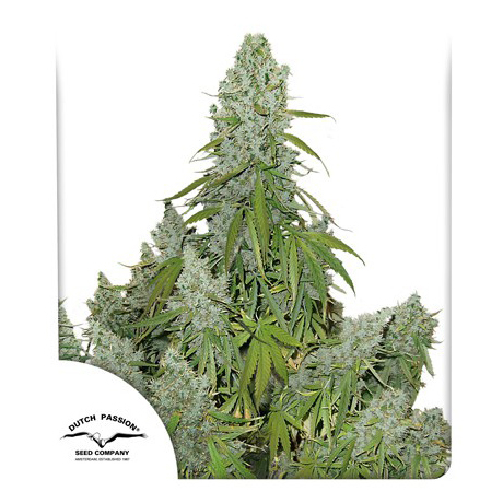 auto-ultimate-dutch-passion-7-autoflowering-cannabis-seeds-เมล็ดกัญชา-420