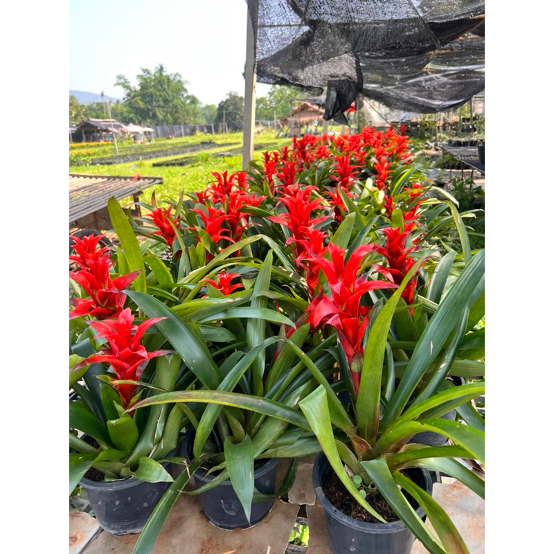 ต้นสัปรดสีสายพันธุ์guzmania-lingulata