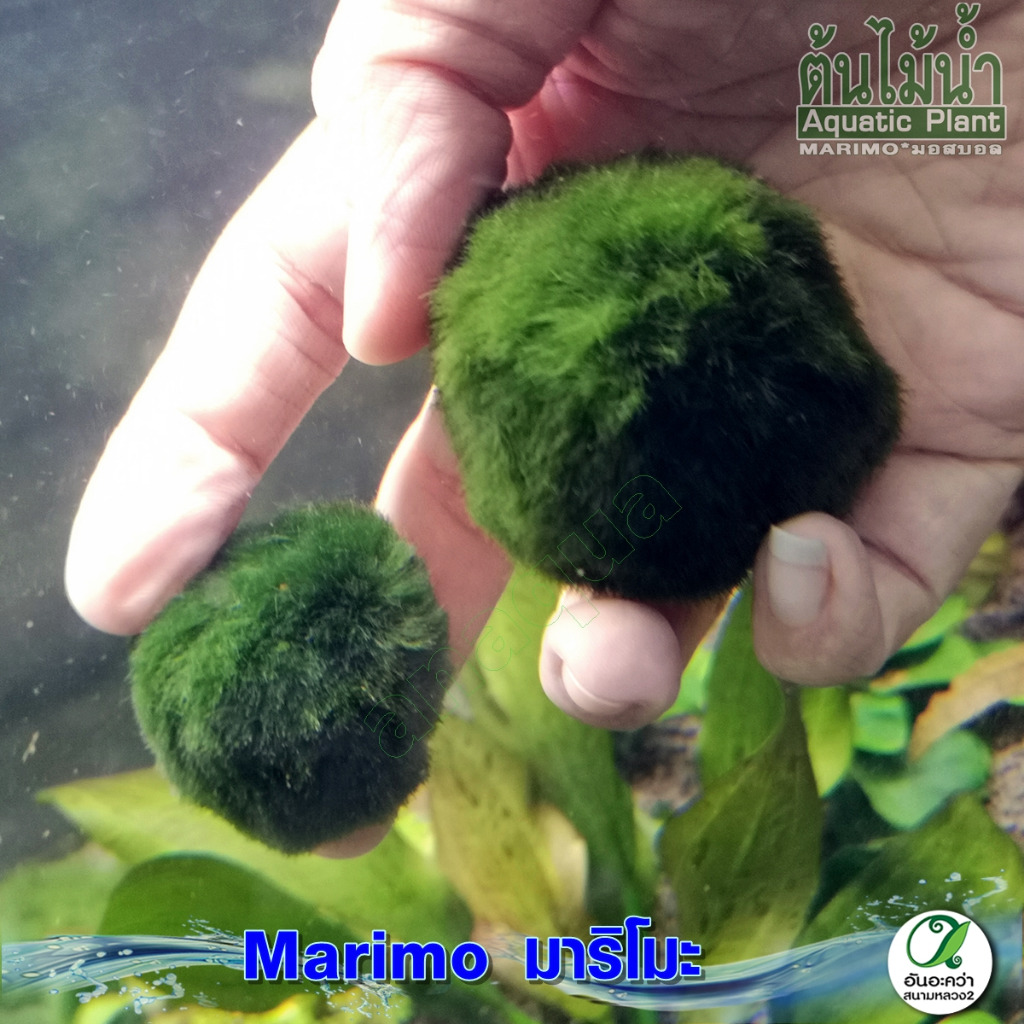 สาหร่ายมาริโมะ-marimo