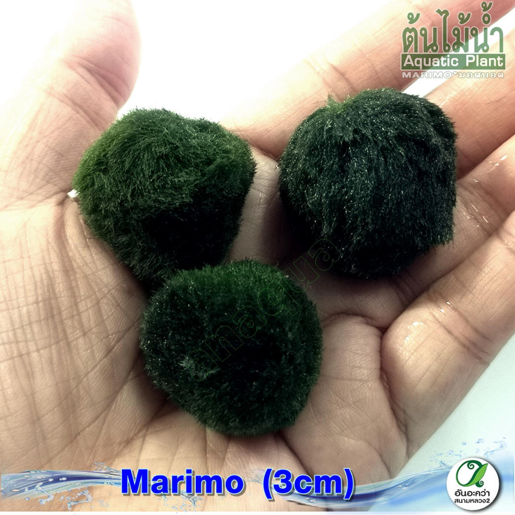 สาหร่ายมาริโมะ-marimo