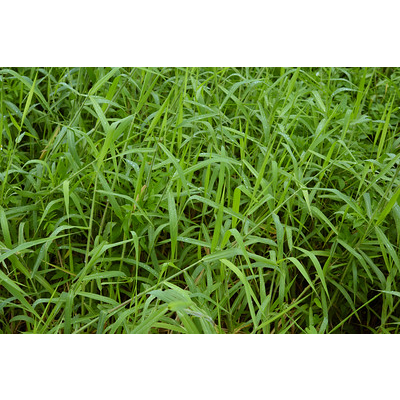 ต้นพันธุ์-หญ้าขน-para-grass-หญ้าอาหารสัตว์-ถุงดำ-29บ