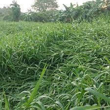 ต้นพันธุ์ หญ้าขน (Para Grass)หญ้าอาหารสัตว์ ถุงดำ 29บ