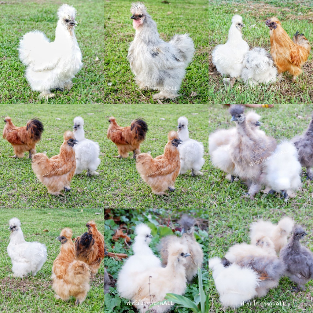 ไข่ไก่ชุด-1-ฟอง-ไข่ไก่ชิลกี้-พ่อพันธุ์-แม่พันธุ์-สีตามรูปที่ลง-อเมริกาเเท้-รับประกันไข่เชื้อแตกระหว่างขนส่ง