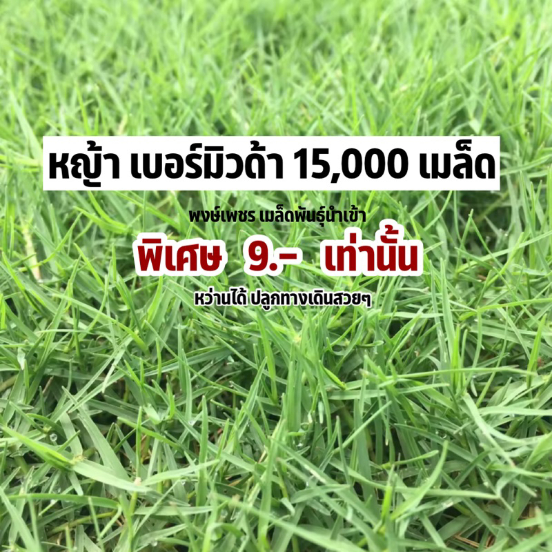 หญ้า-เบอร์มิวด้า-15-000-เมล็ด-ทำสวน-ทางเดินสวยๆ