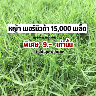 หญ้า เบอร์มิวด้า 15,000 เมล็ด ทำสวน ทางเดินสวยๆ