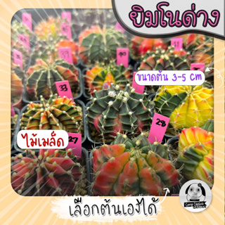 ต้นยิมโนด่าง เลือกต้นได้ LBHBด่าง SET Pink (gymnocalycium) - กระบองเพชร ราคาถูก🌵แคคตัส🌵