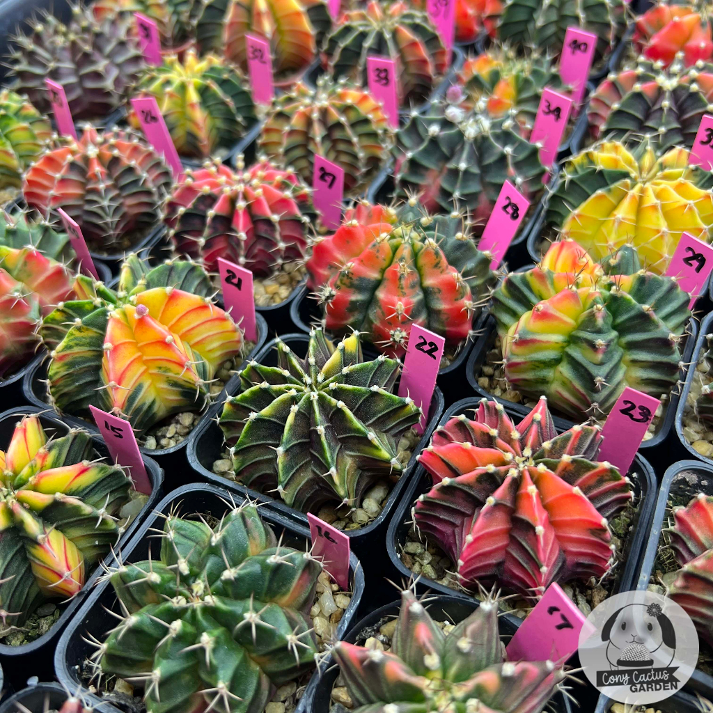 ต้นยิมโนด่าง-เลือกต้นได้-lbhbด่าง-set-pink-gymnocalycium-กระบองเพชร-ราคาถูก-แคคตัส