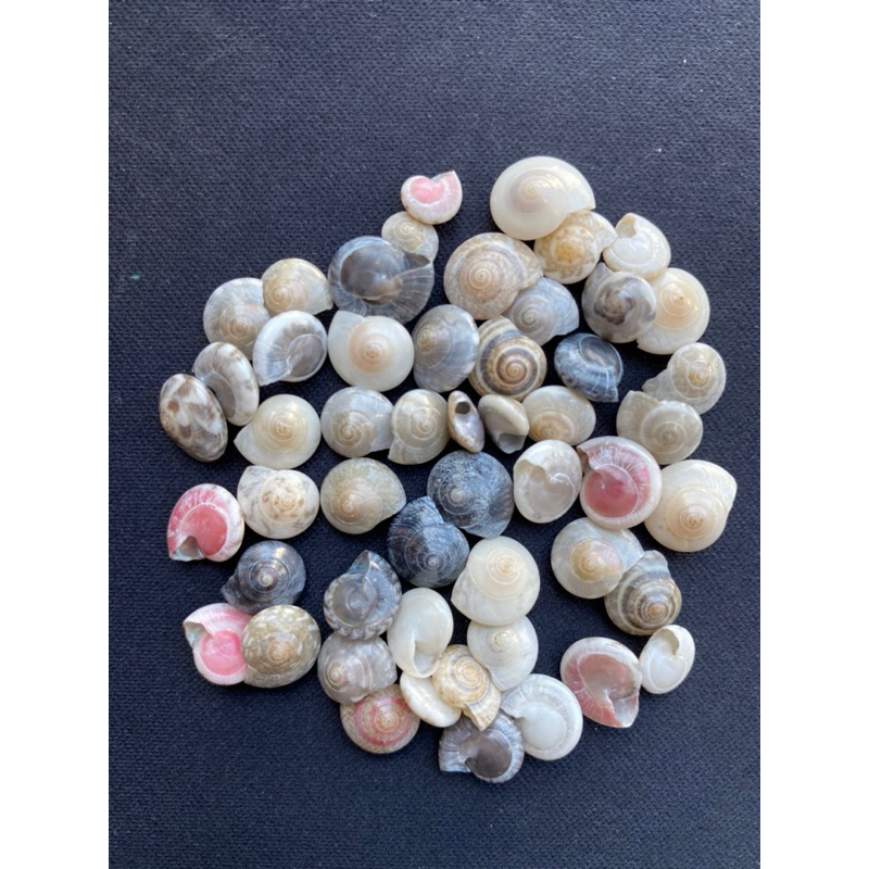 mini-ruby-shells-genuine-shells-mini-seashells-natural-handicrafts-10baht-10g