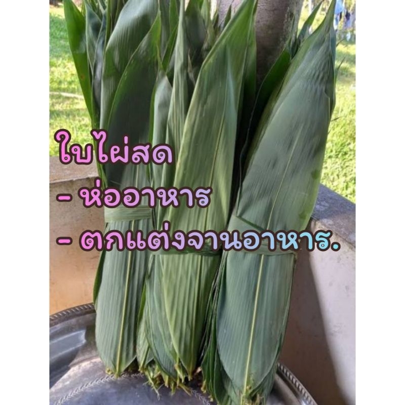 ใบไผ่สดๆ-คัดพิเศษ-เลือกใบใหญ่ๆ-ให้ทุกออเดอร์