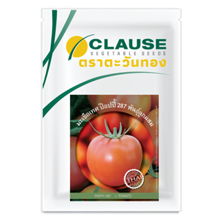 CLAUSE ตราตะวันทอง มะเขือเทศ สายพันธุ์ลูกผสม ป๊อปปี้287 (TOMATO Poppy 287 F1)