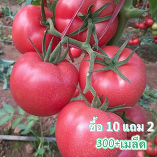 เมล็ดพันธุ์ มะเขือเทศลูกท้อ 300+เมล็ด [10 แถม 2 คละได้] มะเขือเทศลูกท้