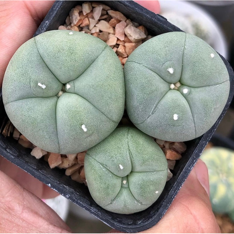 ต้าวอ้วนหน้าเนียนมากยู้กก-lophophora-diffusa-koike-เป็นลูกไม้สายหัวฟูๆจากต้นพ่อแม่ญี่ปุ่น