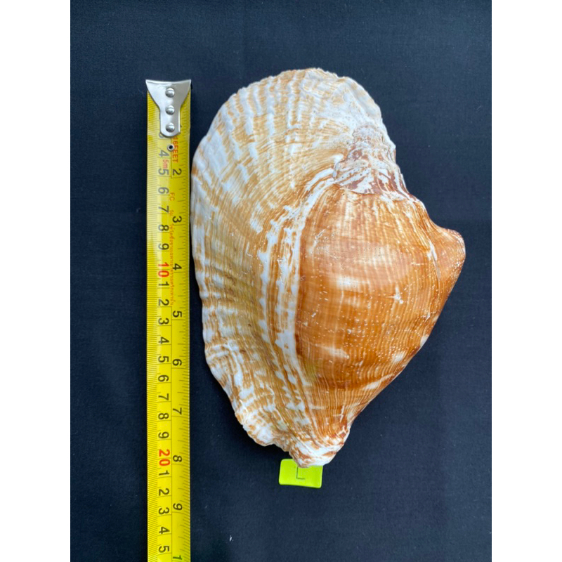 rare-sea-snail-shell-buddha-ear-snail-shell-yellow-big-conch-shell