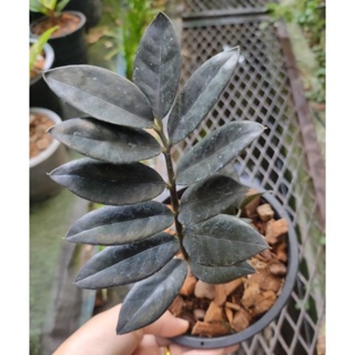 กวักมรกตดำ (Zamioculcas zamifolia)