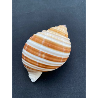 หอยสังข์ลายเปียโน Piano pattern conch shell