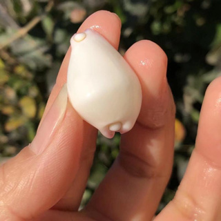 Natural white rabbit conch shell diy material สังข์กระต่ายขาวธรรมชาติ