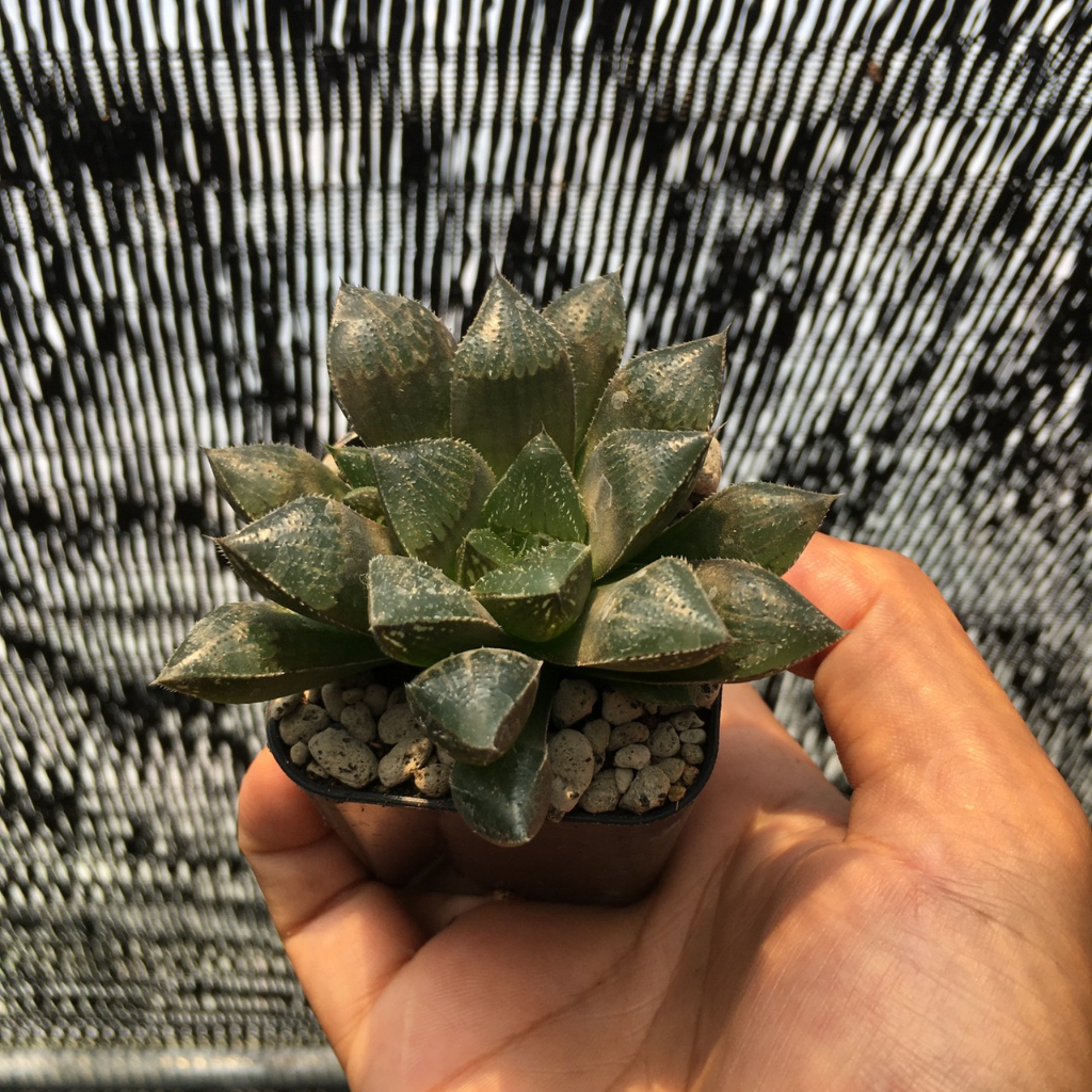 ฮาโวเทีย-haworthia-sp-ไม้อยู่ในกระถาง2-ส่งแบบทั้งกระถาง